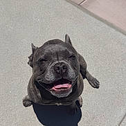 Dane is registered to the contest to win money with this photo: blue_gray, canine, companion_animal, dark_coat, dog, happy, open_mouth, outdoor, patio, poolside, portrait, puppy, shadow, short_hair, sitting, smiling, summer, sunlight, swimming_pool, tongue