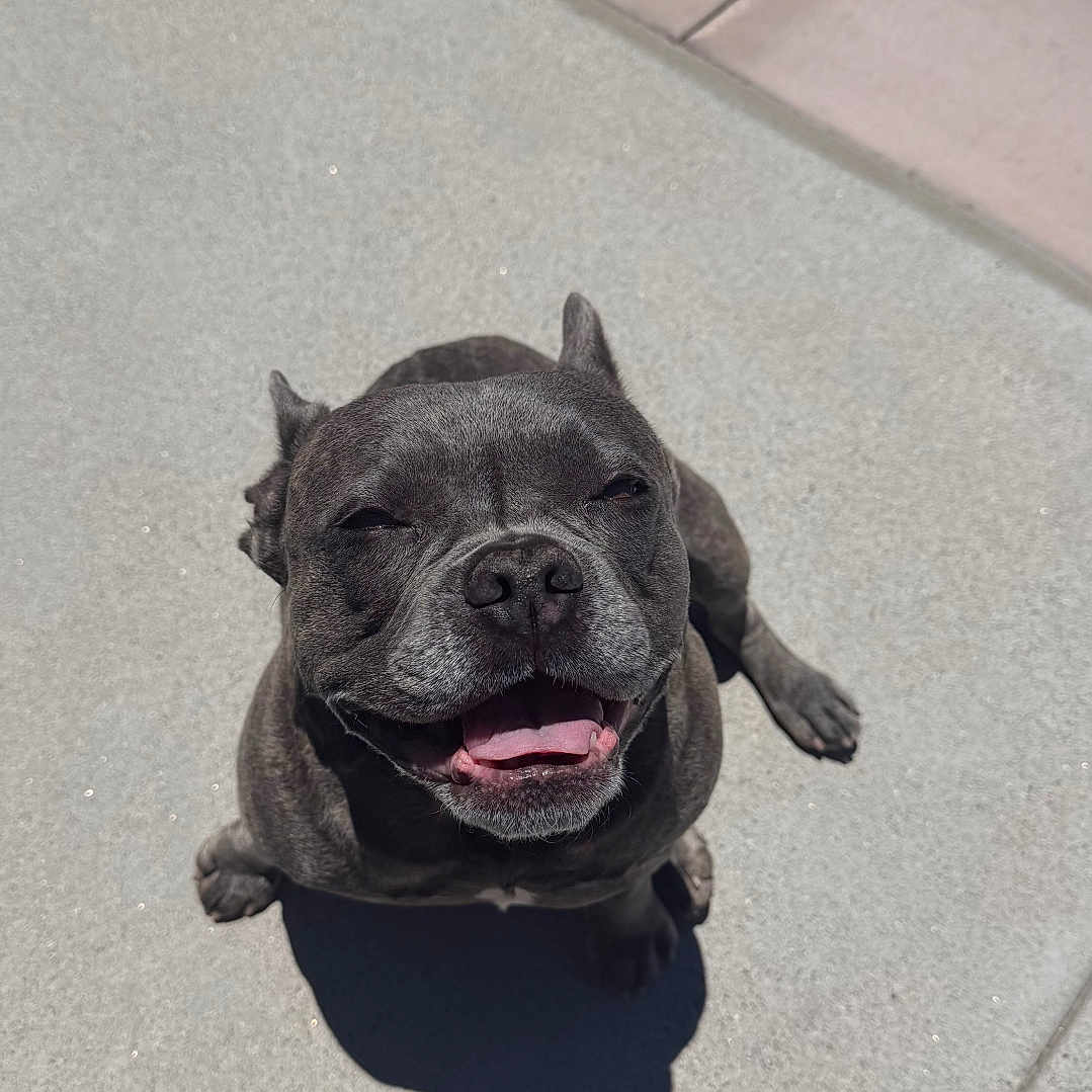 Dane