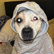 Bullseye is registered to the contest to win money with this photo: dog, hoodie, clothing, bed, blanket, indoor, pet, canine, animal, cute, portrait, flash_reflection, furniture, headwear, paw, fur, domestic_animal, eyes, face, sitting