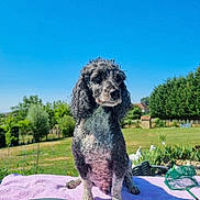 Jocker a rejoint le concours — aidez-le/la à gagner de superbes lots ! dog, curly_hair, outdoor, garden, blue_sky, towel, sunny, pet, canine, greenery, tree, grass, fence, daylight, animal, nature, portrait, sitting, summer, peaceful