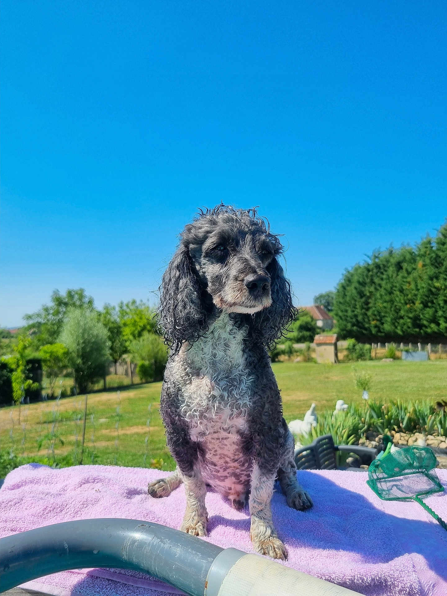 Jocker a rejoint le concours — aidez-le/la à gagner de superbes lots ! dog, curly_hair, outdoor, garden, blue_sky, towel, sunny, pet, canine, greenery, tree, grass, fence, daylight, animal, nature, portrait, sitting, summer, peaceful