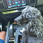Jocker a rejoint le concours — aidez-le/la à gagner de superbes lots ! dog, curly_hair, car_interior, center_console, gear_shift, dashboard, pet, tongue_out, close_up, seat, black, gray, fur, vehicle, window_reflection, human_leg, casual, relaxed, indoor, transport