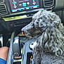 dog, curly_hair, car_interior, center_console, gear_shift, dashboard, pet, tongue_out, close_up, seat, black, gray, fur, vehicle, window_reflection, human_leg, casual, relaxed, indoor, transport