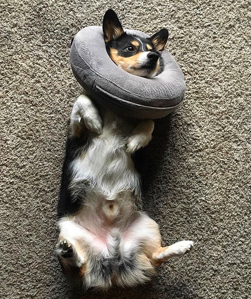 Eggs is registered to the contest to win money with this photo: canidae, carnivore, cat, companion_dog, corgi_chihuahua, dog, dog_breed, felidae, fur, mammal, paw, puppy, small_to_medium_sized_cats, snout, sporting_group, tail, vertebrate, whiskers