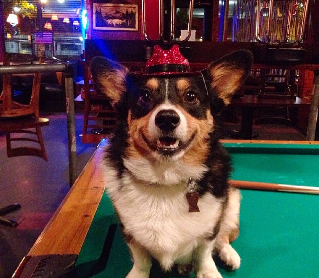 Eggs joined the competition — help win amazing prizes! australian_shepherd, border_collie, canidae, cardigan_welsh_corgi, carnivore, companion_dog, dog, dog_breed, games, herding_dog, indoor_games_and_sports, mammal, night, pembroke_welsh_corgi, recreation, sky, square, table, welsh_corgi