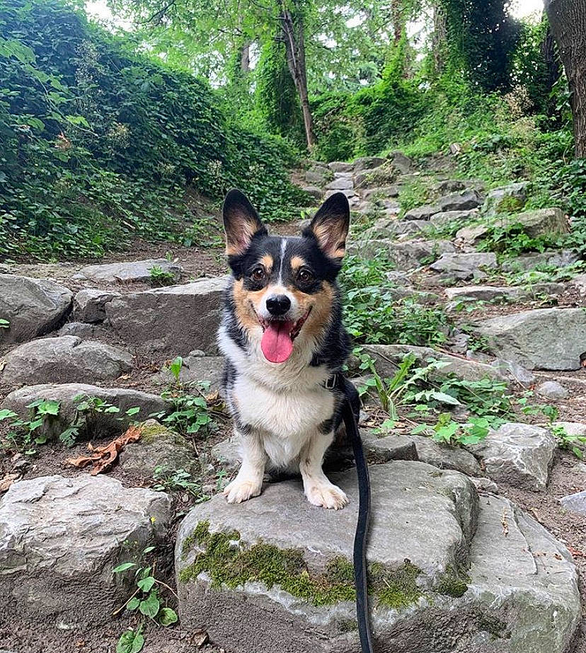 Eggs joined the competition — help win amazing prizes! adventure, canidae, cardigan_welsh_corgi, carnivore, dog, dog_breed, dog_hiking, herding_dog, hiking, mammal, pembroke_welsh_corgi, plant, rare_breed_dog, recreation, rock, trail, tree, walking, welsh_corgi, working_dog