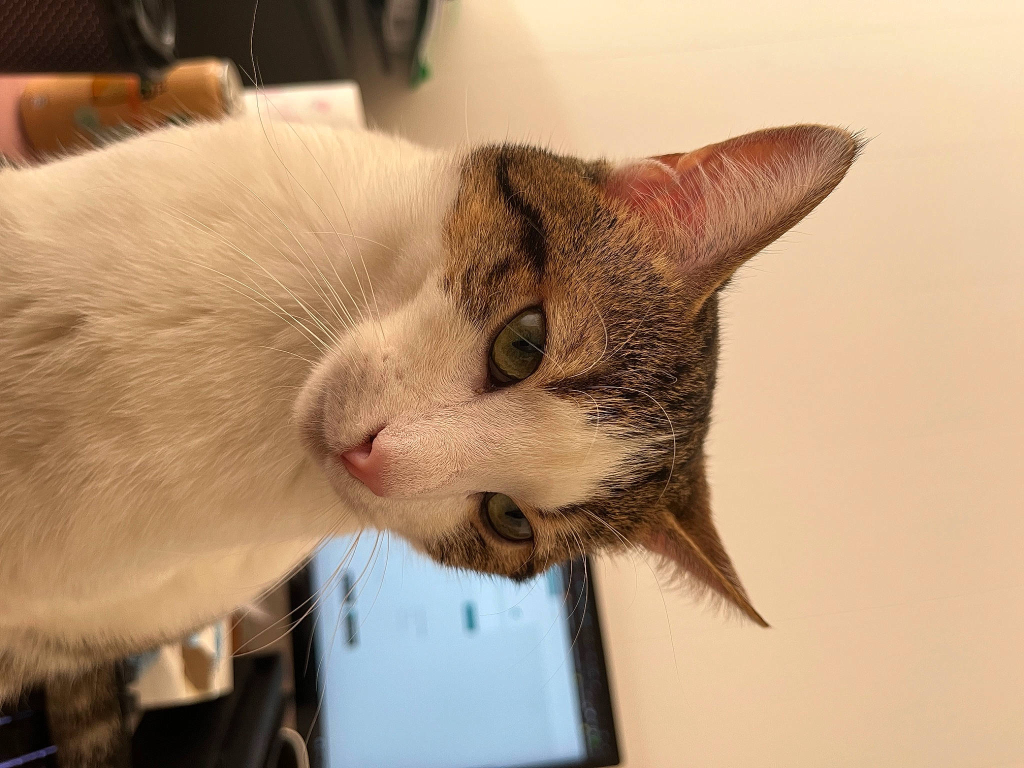 Sirius a rejoint le concours — aidez-le/la à gagner de superbes lots ! carnivore, cat, claw, collar, domestic_short_haired_cat, ear, fang, fawn, felidae, fur, mobile_phone, oriental_shorthair, paw, small_to_medium_sized_cats, tail, whiskers