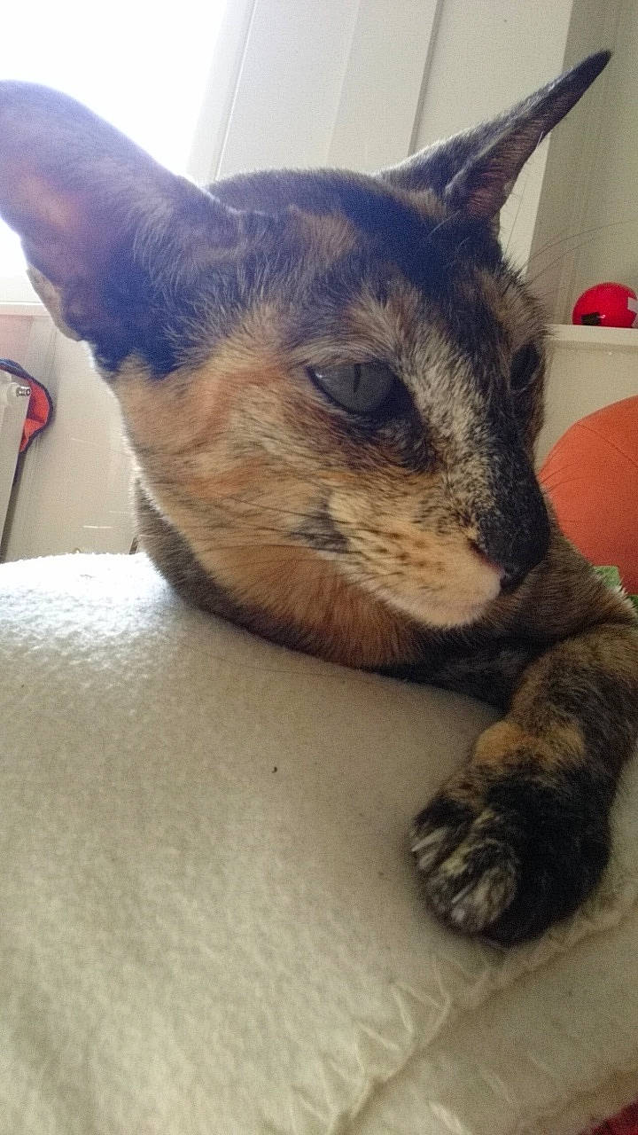 Hestia participe au concours pour gagner de l'argent avec cette photo : asian, carnivore, cat, claw, devon_rex, domestic_short_haired_cat, european_shorthair, fawn, felidae, german_rex, mammal, ojos_azules, small_to_medium_sized_cats, snout, vertebrate, whiskers