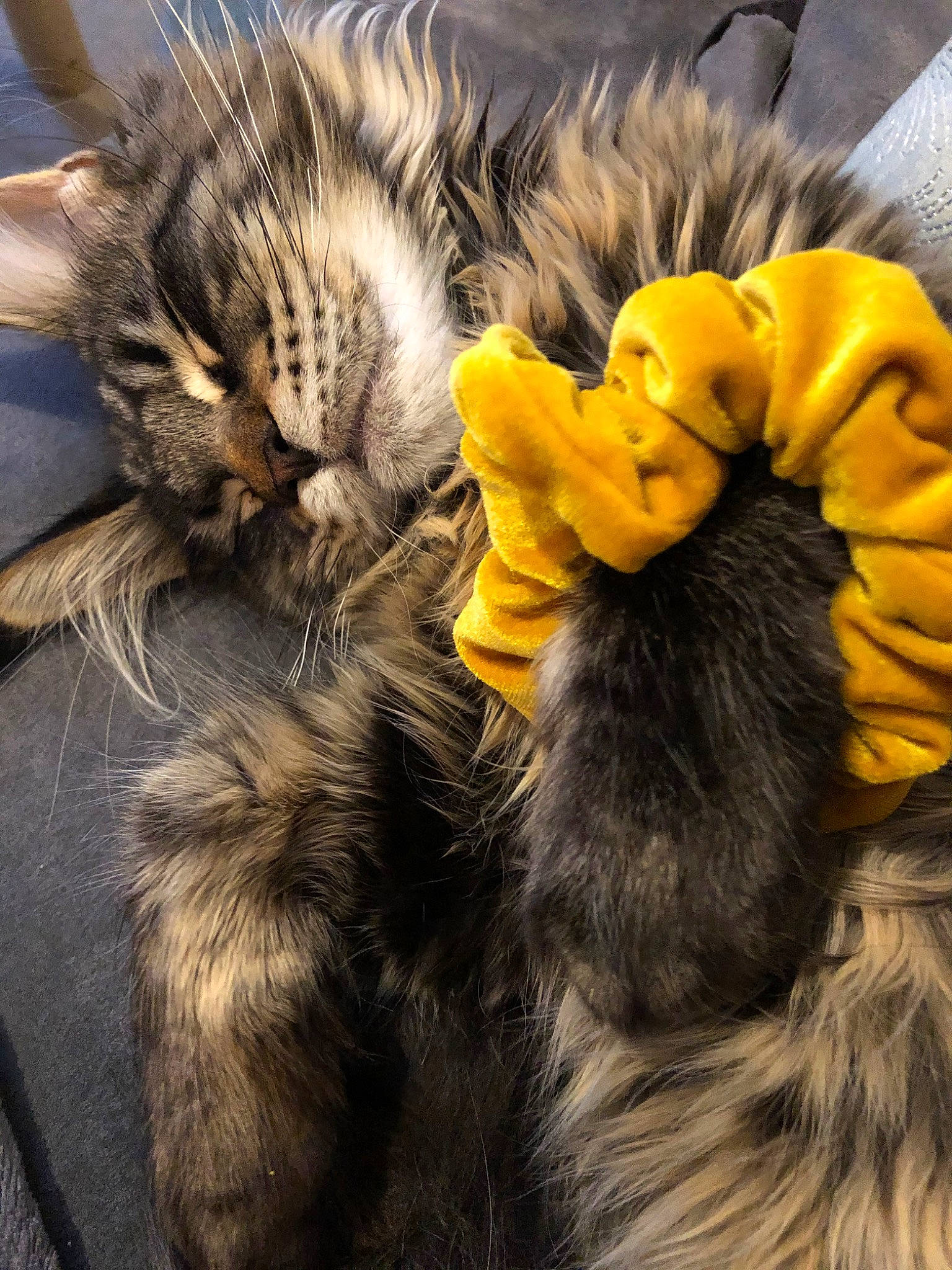 Platon participe au concours pour gagner de l'argent avec cette photo : american_curl, american_shorthair, carnivore, cat, claw, domestic_long_haired_cat, european_shorthair, felidae, fur, kitten, maine_coon, norwegian_forest_cat, paw, pixie_bob, polydactyl_cat, siberian, small_to_medium_sized_cats, snout, tabby_cat, whiskers