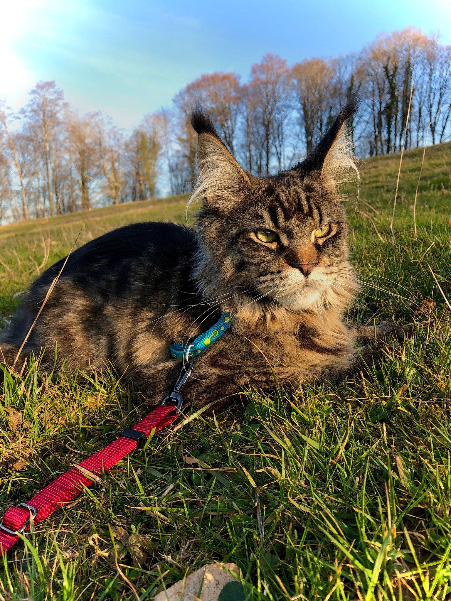 Platon a rejoint le concours — aidez-le/la à gagner de superbes lots ! carnivore, cat, domestic_short_haired_cat, european_shorthair, eye, felidae, fur, grass, maine_coon, mountain, photography, plant, sky, small_to_medium_sized_cats, sporting_group, tabby_cat, tree, whiskers, wild_cat, wildlife