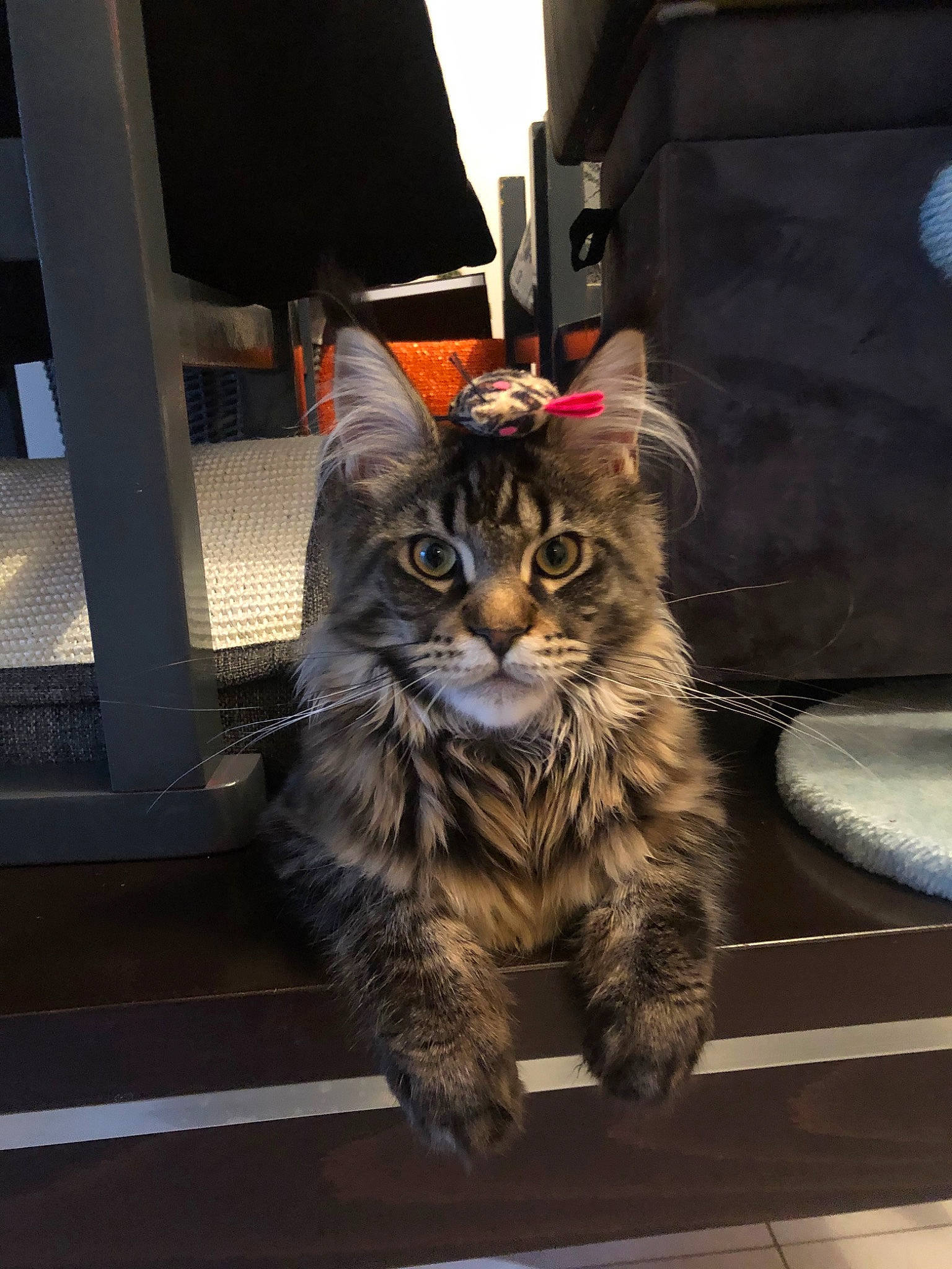 Platon participe au concours pour gagner de l'argent avec cette photo : american_shorthair, asian, carnivore, cat, domestic_short_haired_cat, dragon_li, european_shorthair, felidae, fur, kitten, maine_coon, mammal, norwegian_forest_cat, pixie_bob, siberian, small_to_medium_sized_cats, tabby_cat, toyger, whiskers, window