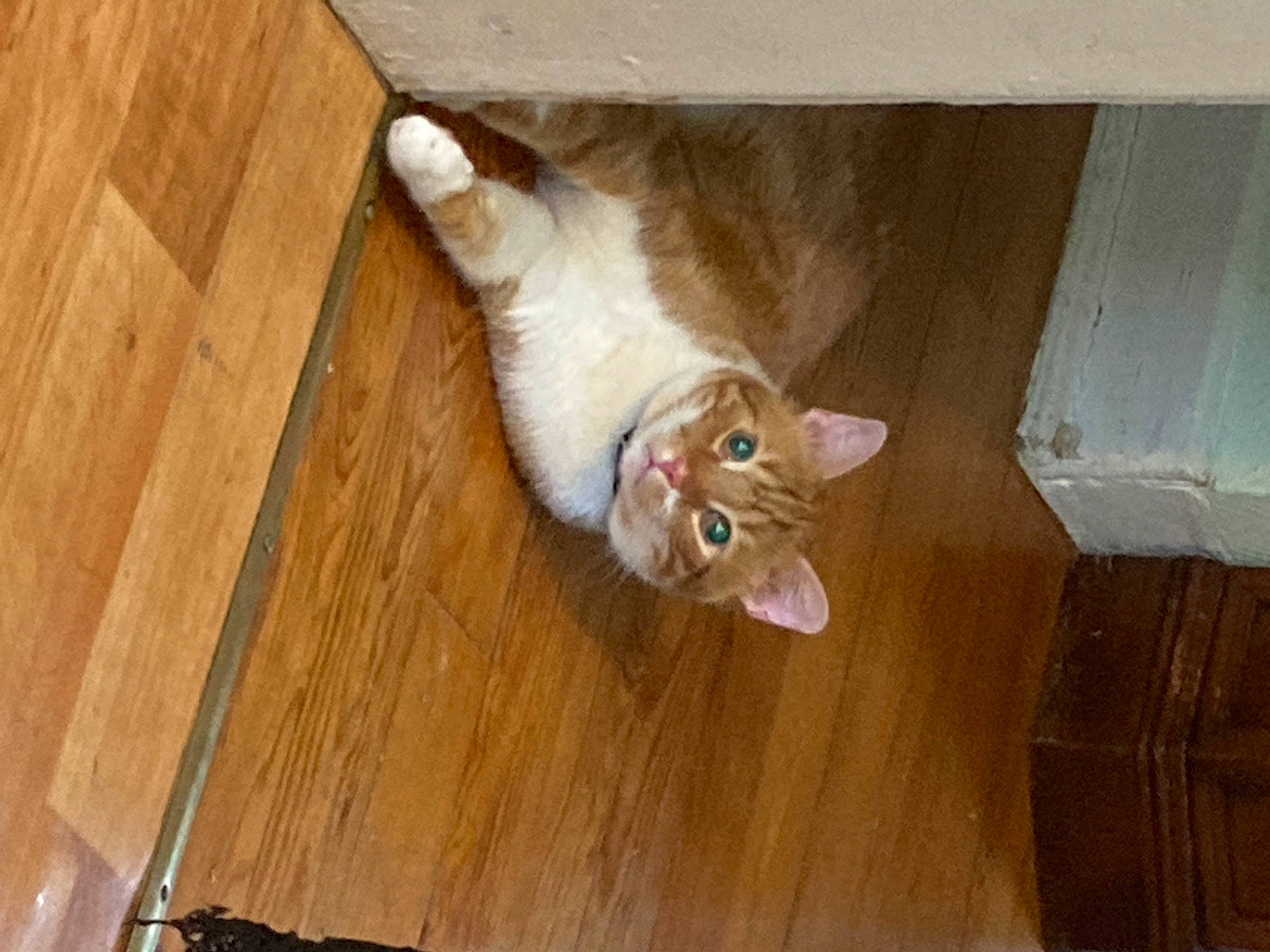 Neko a rejoint le concours — aidez-le/la à gagner de superbes lots ! brown, carnivore, cat, domestic_short_haired_cat, fawn, felidae, floor, flooring, fur, hardwood, laminate_flooring, plank, plywood, small_to_medium_sized_cats, tail, varnish, whiskers, wood, wood_flooring, wood_stain