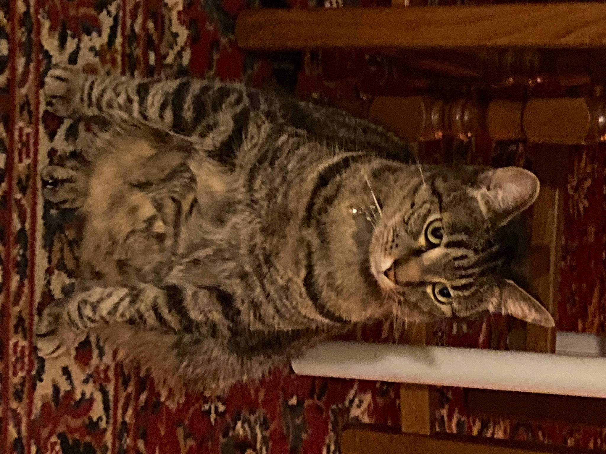 Bueno participe au concours pour gagner de l'argent avec cette photo : art, artifact, big_cats, carnivore, carving, cat, domestic_short_haired_cat, felidae, fur, metal, pattern, sculpture, small_to_medium_sized_cats, snout, tail, terrestrial_animal, visual_arts, whiskers, wildlife, wood