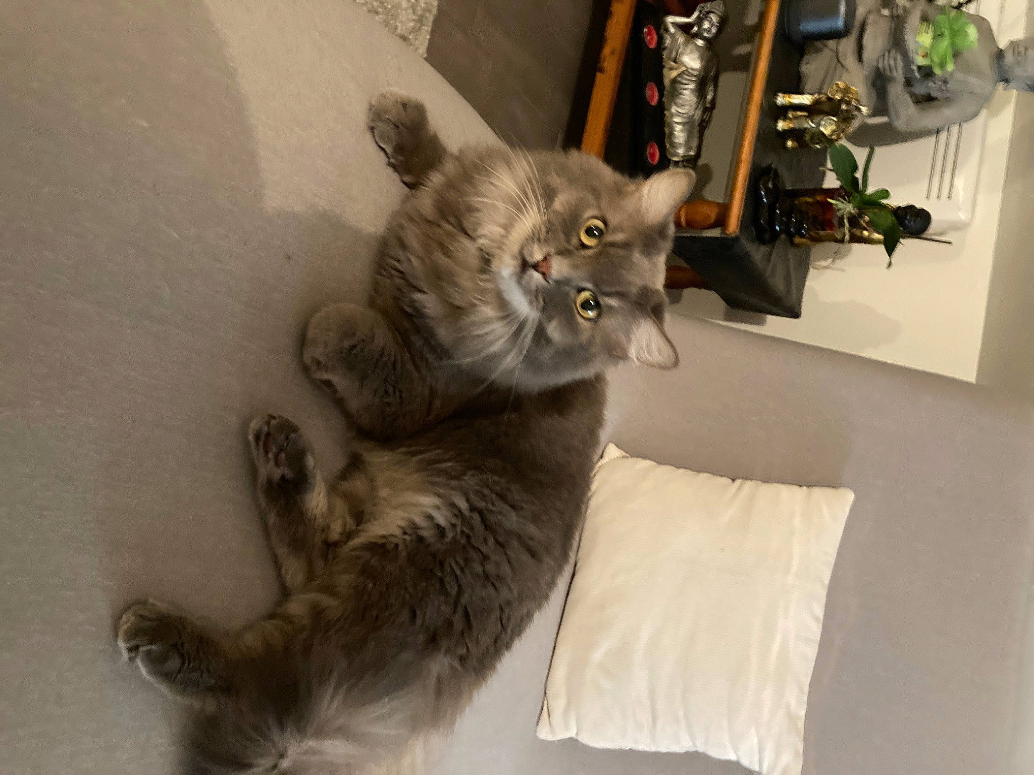 Ophélie a rejoint le concours — aidez-le/la à gagner de superbes lots ! carnivore, cat, claw, comfort, domestic_short_haired_cat, fawn, felidae, flowerpot, fur, grey, houseplant, paw, plant, small_to_medium_sized_cats, tail, whiskers