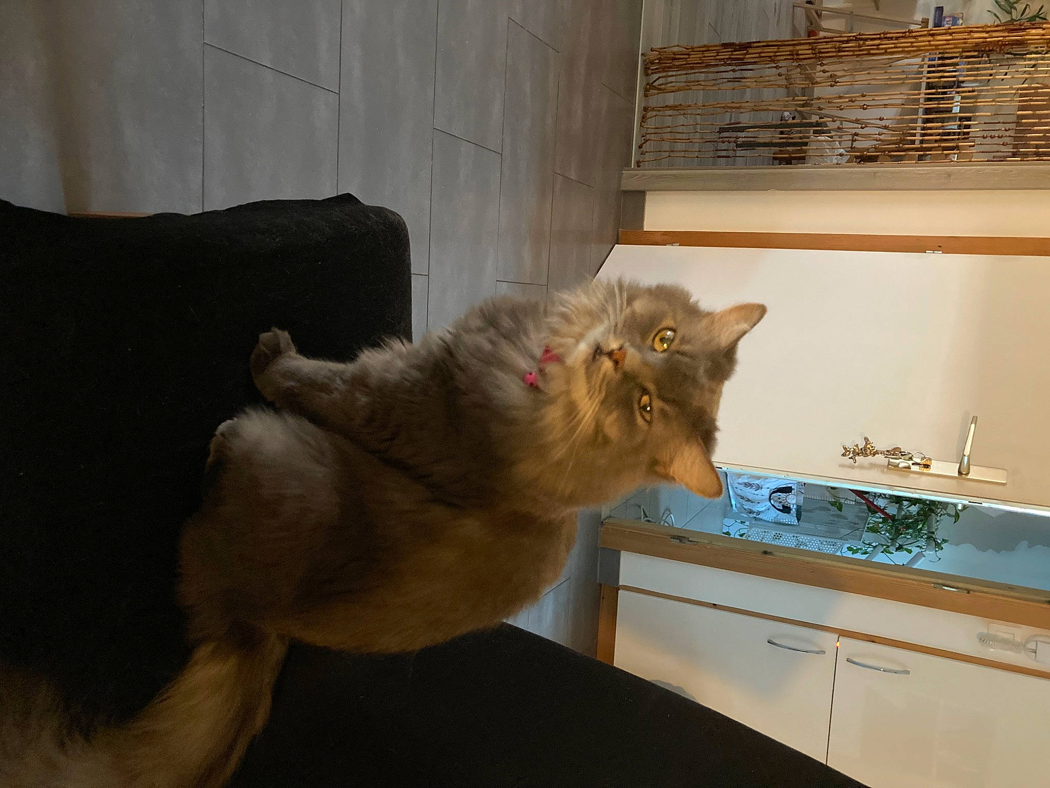 Ophélie a rejoint le concours — aidez-le/la à gagner de superbes lots ! cabinetry, carnivore, cat, countertop, domestic_short_haired_cat, fawn, felidae, flooring, fur, kitchen, kitchen_sink, plumbing_fixture, room, sink, small_to_medium_sized_cats, snout, tail, tap, whiskers, wood