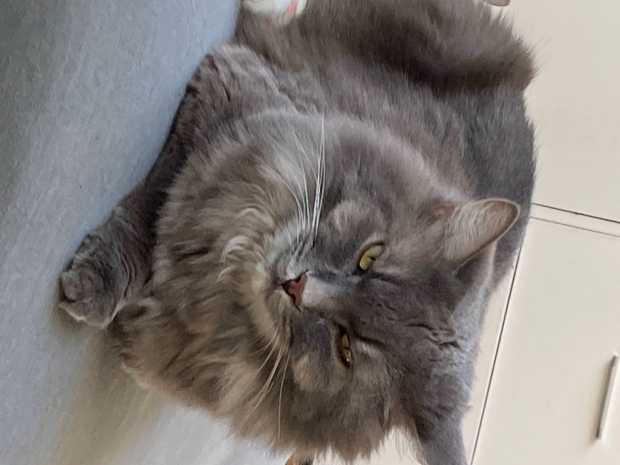 Ophélie a rejoint le concours — aidez-le/la à gagner de superbes lots ! british_longhair, carnivore, cat, claw, domestic_short_haired_cat, felidae, fur, grey, paw, small_to_medium_sized_cats, snout, tail, terrestrial_animal, whiskers