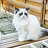 cat, fluffy, long_hair, white_fur, blue_eyes, sitting, outdoor, wooden_deck, garden, fence, pebbles, tail, pointed_ears, pet, animal, portrait, sunlight, railing, garden_furniture, rural