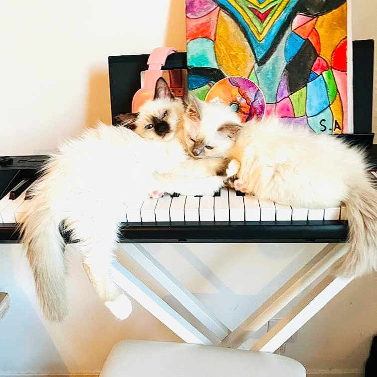 Nala Et Kiara a rejoint le concours — aidez-le/la à gagner de superbes lots ! animal, art, cat, colorful, cozy, cute, feline, fluffy, fur, home, indoor, keyboard, kitten, music, painting, pets, piano, relaxing, seat, white