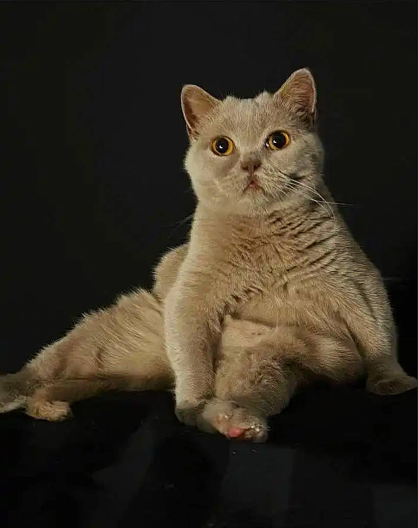 Violet is registered to the contest to win money with this photo: art, carnivore, cat, claw, domestic_short_haired_cat, fawn, felidae, fur, paw, sitting, small_to_medium_sized_cats, snout, tail, terrestrial_animal, whiskers