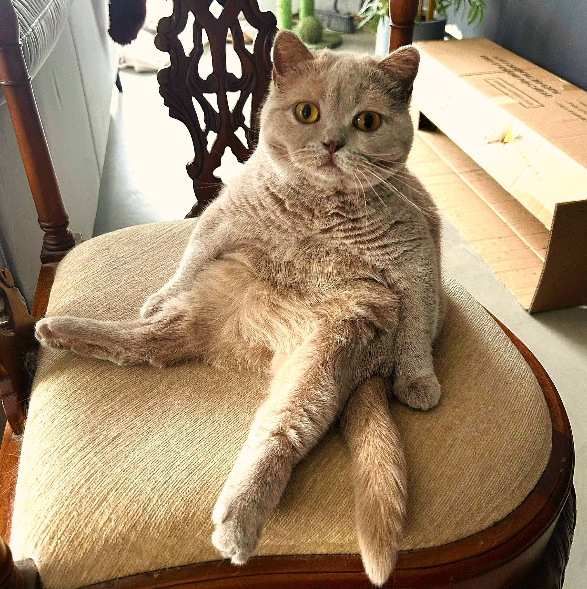 Violet is registered to the contest to win money with this photo: box, carnivore, cat, cat_supply, claw, comfort, domestic_short_haired_cat, felidae, fur, glasses, paw, pet_supply, shipping_box, sitting, small_to_medium_sized_cats, snout, table, tail, whiskers, window