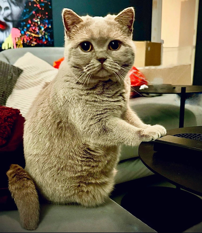 Violet joined the competition — help win amazing prizes! carnivore, cat, cat_furniture, claw, comfort, domestic_short_haired_cat, fawn, felidae, fur, pattern, paw, puzzle, sitting, small_to_medium_sized_cats, snout, tail, whiskers