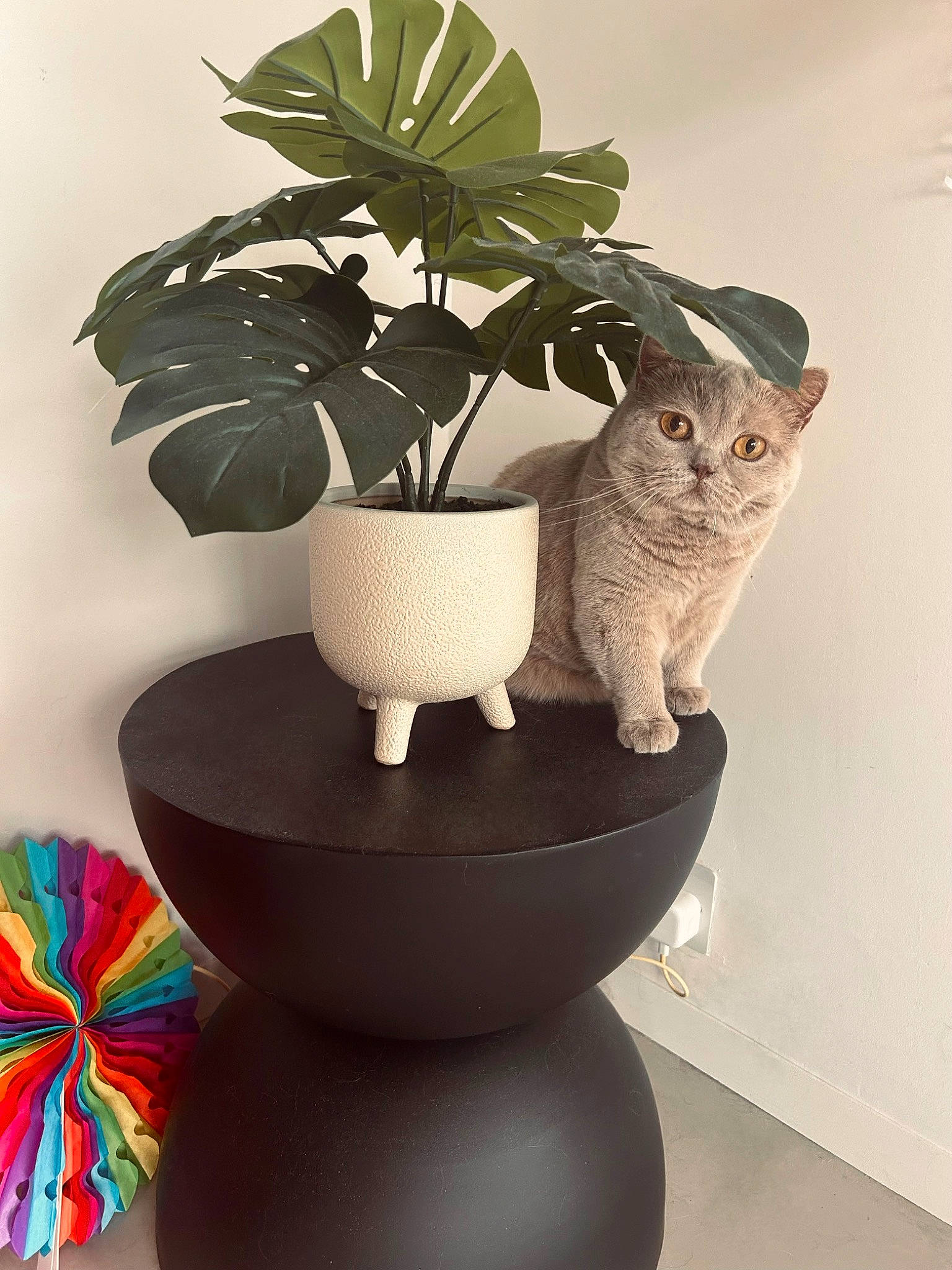 Violet is registered to the contest to win money with this photo: art, artifact, carnivore, cat, ceramic, felidae, flower, flowerpot, houseplant, lamp, plant, porcelain, pottery, room, shelf, small_to_medium_sized_cats, tail, terrestrial_plant, vase, window