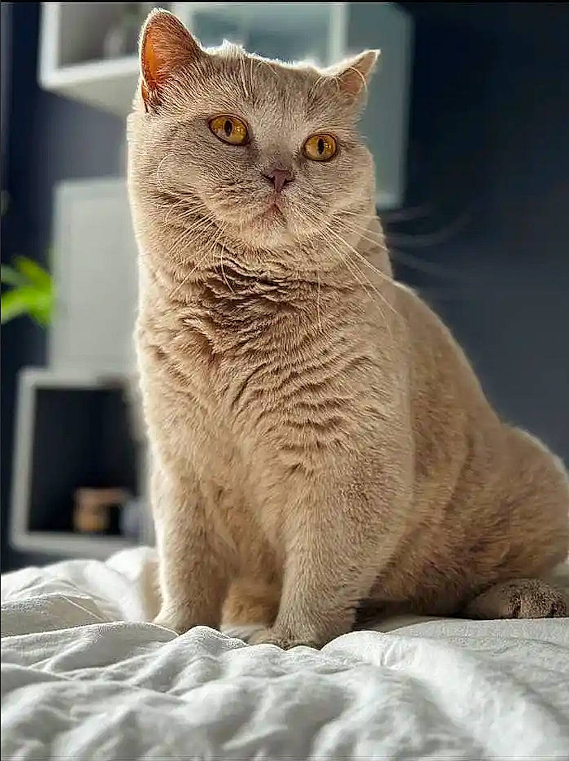 Violet joined the competition — help win amazing prizes! carnivore, cat, cat_supply, comfort, domestic_short_haired_cat, fawn, felidae, flowerpot, fur, houseplant, iris, pet_supply, plant, small_to_medium_sized_cats, snout, tail, terrestrial_animal, whiskers, window