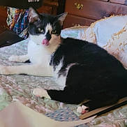 Puggy is registered to the contest to win money with this photo: cat, black_and_white, bed, quilt, furniture, tongue_out, indoor, pet, relaxed, lying_down, paw, cozy, fabric, blanket, wood, drawer, resting, animal, cute, fur