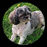 Lola participe au concours pour gagner de l'argent avec cette photo : dog, grass, outdoor, pet, animal, canine, fur, laying, nature, sunlight, relaxed, cute, small_dog, mammal, companion, summer, greenery, portrait, daytime, domestic_animal