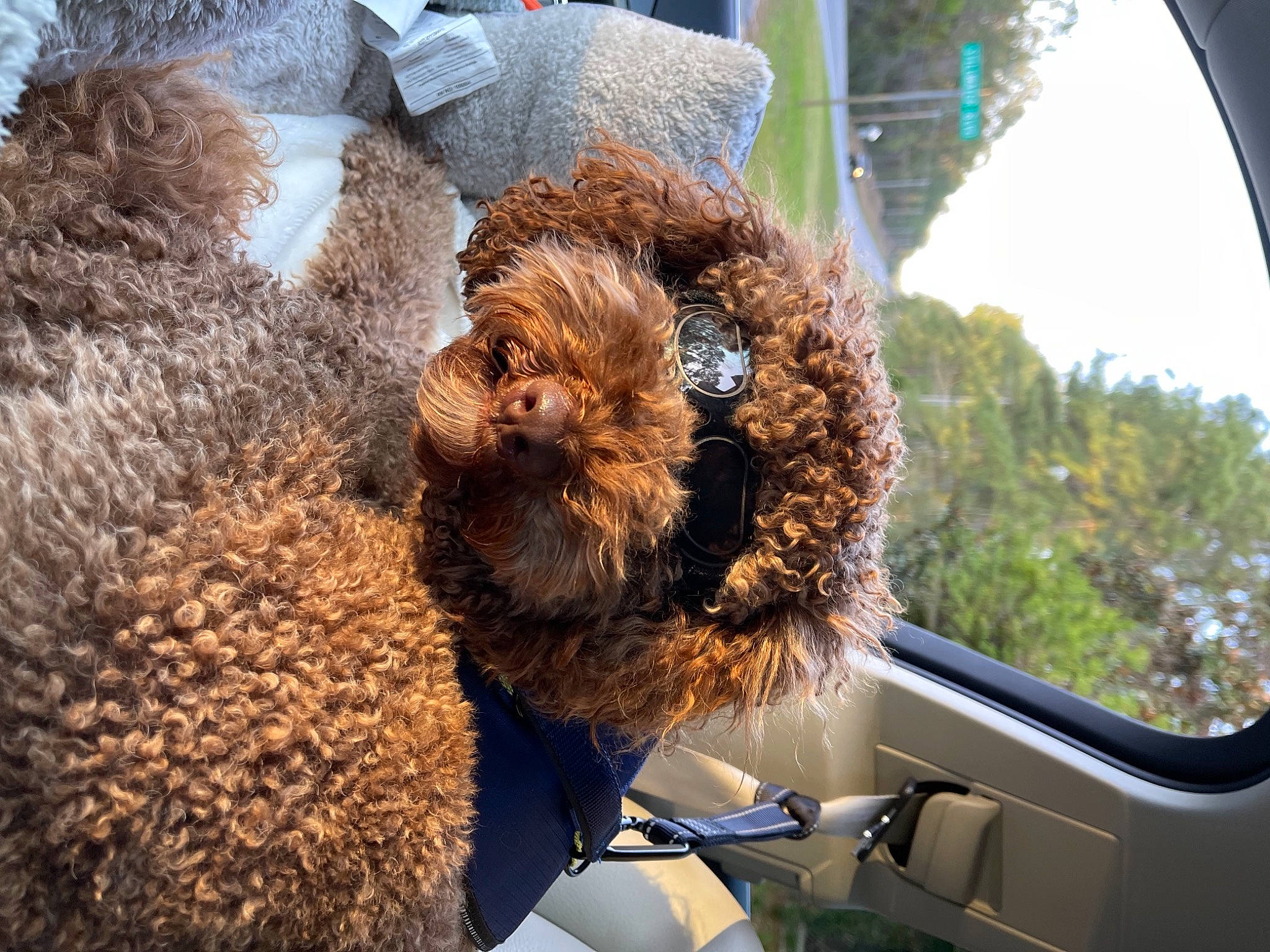 Hershel joined the competition — help win amazing prizes! automotive_mirror, automotive_window_part, canidae, car, carnivore, companion_dog, dog_breed, fawn, sky, snout, sporting_group, stuffed_toy, teddy_bear, terrestrial_animal, toy, tree, vehicle, vehicle_door, window, windshield
