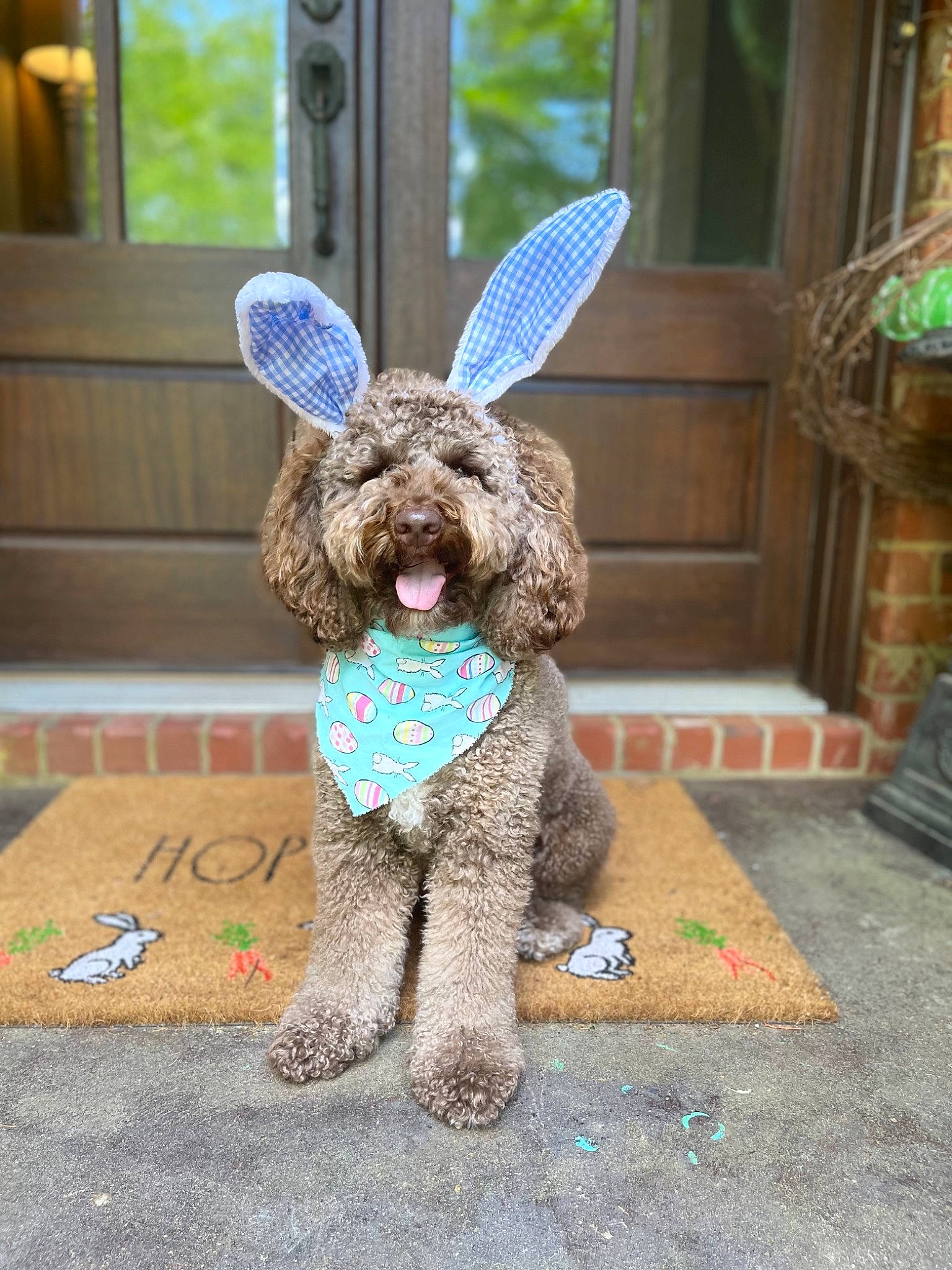 Hershel is registered to the contest to win money with this photo: art, carnivore, companion_dog, dog, dog_breed, dog_supply, fawn, flooring, fur, grass, party_supply, rabbits_and_hares, snout, tail, terrestrial_animal, toy_dog, water_dog, window, wood, working_animal