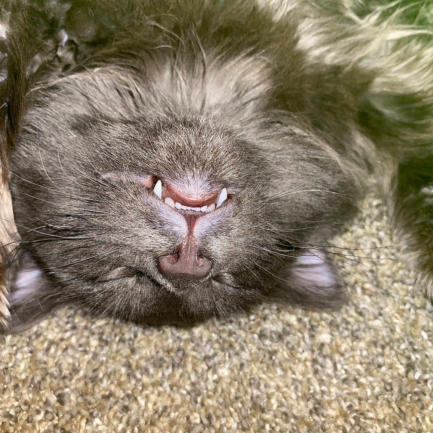 Spoon is registered to the contest to win money with this photo: affenpinscher, animal, bodypart, canine, cat, cockerspaniel, dog, hound, kitten, mouth, newfoundland, person, pet, poodle, puppy, sleeping, snout, terrier, whitedog