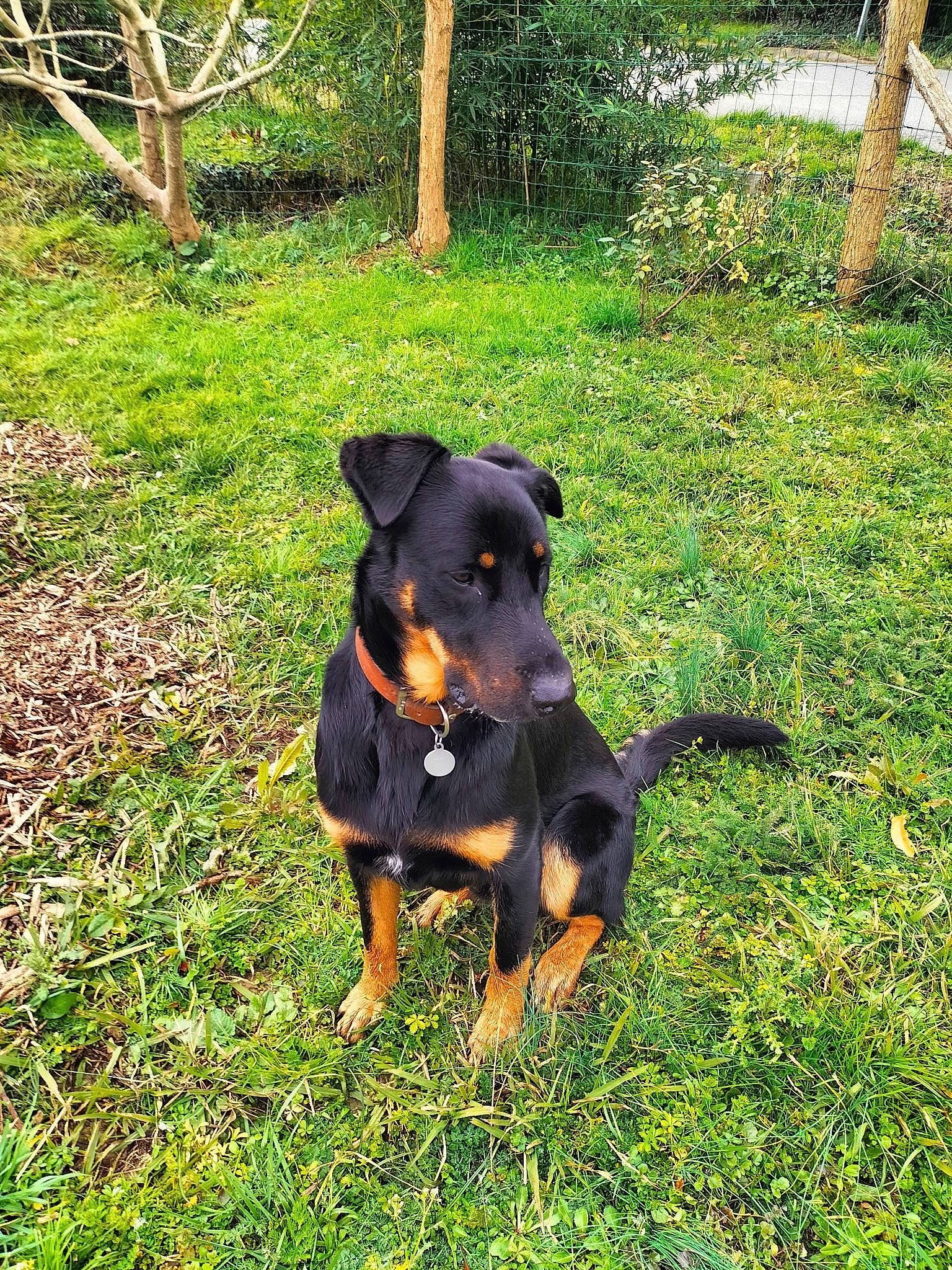 Tao participe au concours pour gagner de l'argent avec cette photo : canidae, carnivore, companion_dog, dog, dog_breed, grass, groundcover, guard_dog, hunting_dog, plant, snout, sporting_group, tail, terrestrial_animal, tree, working_animal, working_dog