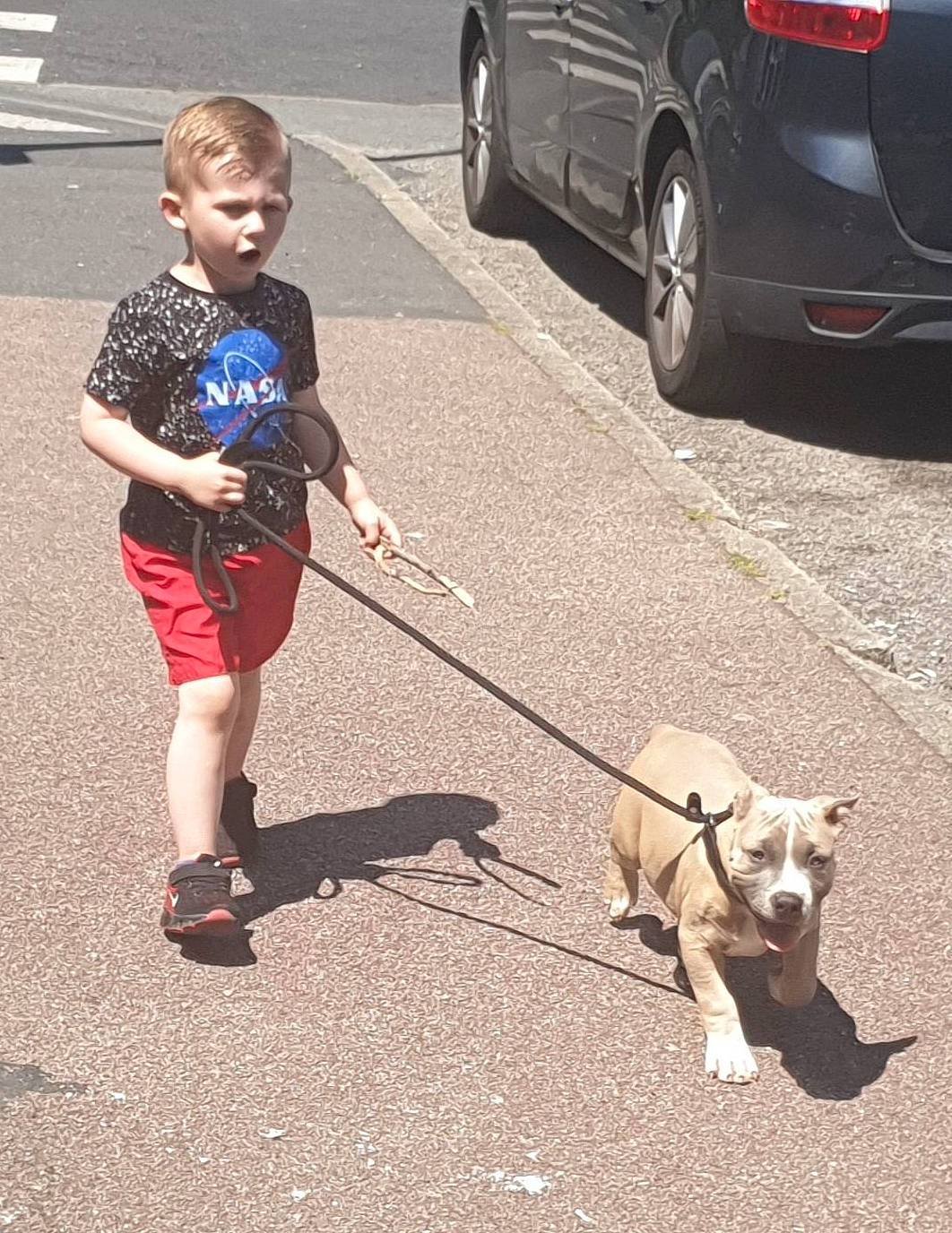 Pegase a rejoint le concours — aidez-le/la à gagner de superbes lots ! cani_cross, canidae, car, carnivore, companion_dog, dog, dog_breed, dog_walking, fashion_accessory, leash, road, sporting_group, street_dog, vehicle, walking