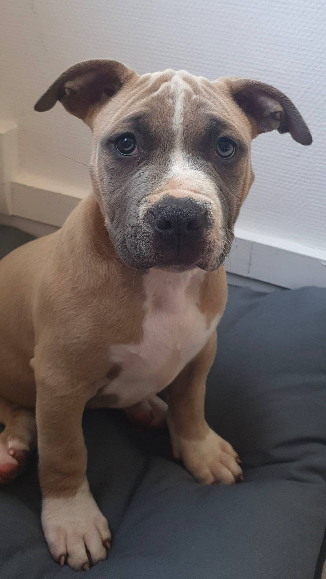 Pegase participe au concours pour gagner de l'argent avec cette photo : american_pit_bull_terrier, american_staffordshire_terrier, bull_and_terrier, canidae, carnivore, companion_dog, dog, dog_breed, fawn, mammal, non_sporting_group, pit_bull, rare_breed_dog, snout, sporting_group, staffordshire_bull_terrier, vertebrate