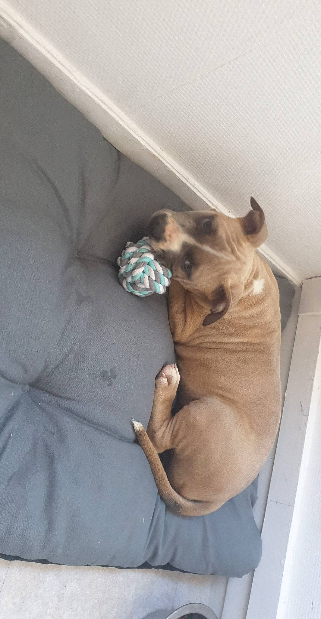 Pegase participe au concours pour gagner de l'argent avec cette photo : black_mouth_cur, canidae, carnivore, companion_dog, dog, dog_breed, fawn, non_sporting_group, pug, puggle, puppy, sporting_group, toy_dog