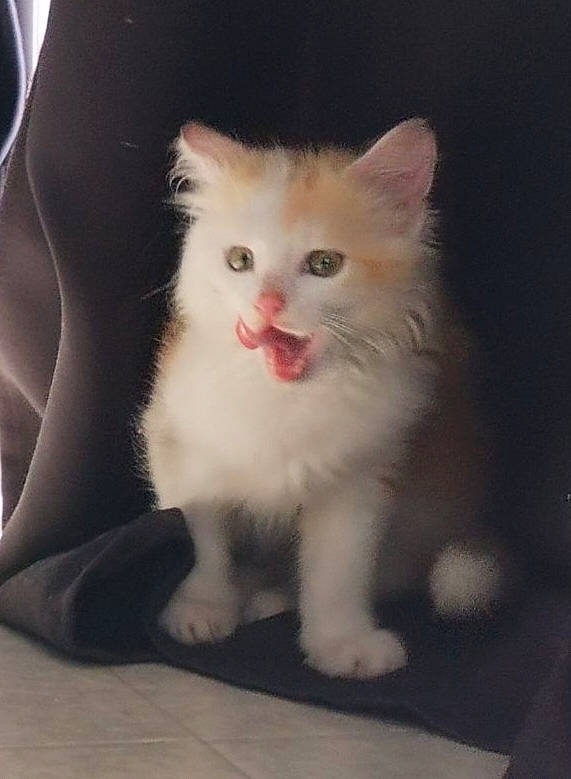 Dobby a rejoint le concours — aidez-le/la à gagner de superbes lots ! carnivore, cat, claw, domestic_short_haired_cat, fawn, felidae, fur, paw, sitting, small_to_medium_sized_cats, snout, tail, whiskers