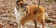 Camellia is registered to the contest to win money with this photo: animal, autumn, brown, canine, dog, ears, forest, fur, happy, leaves, nature, outdoor, pet, smiling, snout, standing, trees, white, wildlife, woodland
