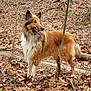 animal, autumn, brown, canine, dog, ears, forest, fur, happy, leaves, nature, outdoor, pet, smiling, snout, standing, trees, white, wildlife, woodland