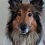 Camellia joined the competition — help win amazing prizes! animal, canine, closeup, collar, companion, cute, dog, domestic, ears, face, fluffy, friendly, fur, household, indoor, looking, muzzle, pet, portrait, rough_collie