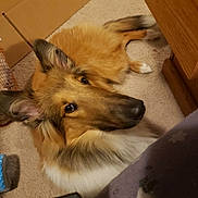 Camellia joined the competition — help win amazing prizes! animal, brown, canine, cardboard_box, carpet, companion, cozy, curious, dog, domestic, ears, floor, fur, furniture, home, indoor, looking_up, pet, resting, white