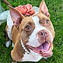 animal, boxer, bulldog, canine, dog, face, flower, frenchbulldog, grass, head, lawn, nature, outdoors, person, pet, pitbull, plant, puppy, rose, yard