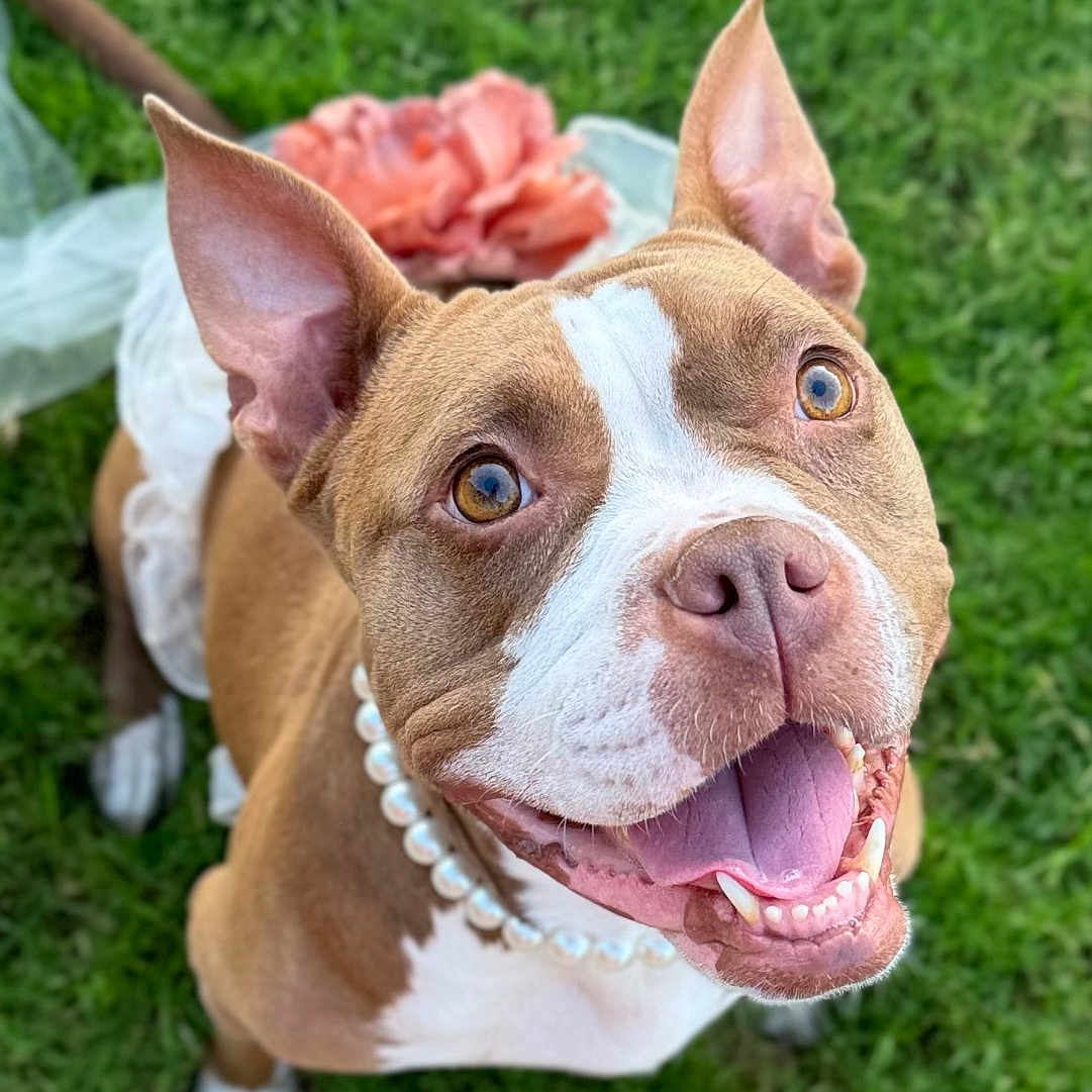 Roux joined the competition — help win amazing prizes! animal, boxer, bulldog, canine, dog, face, flower, frenchbulldog, grass, head, lawn, nature, outdoors, person, pet, pitbull, plant, puppy, rose, yard