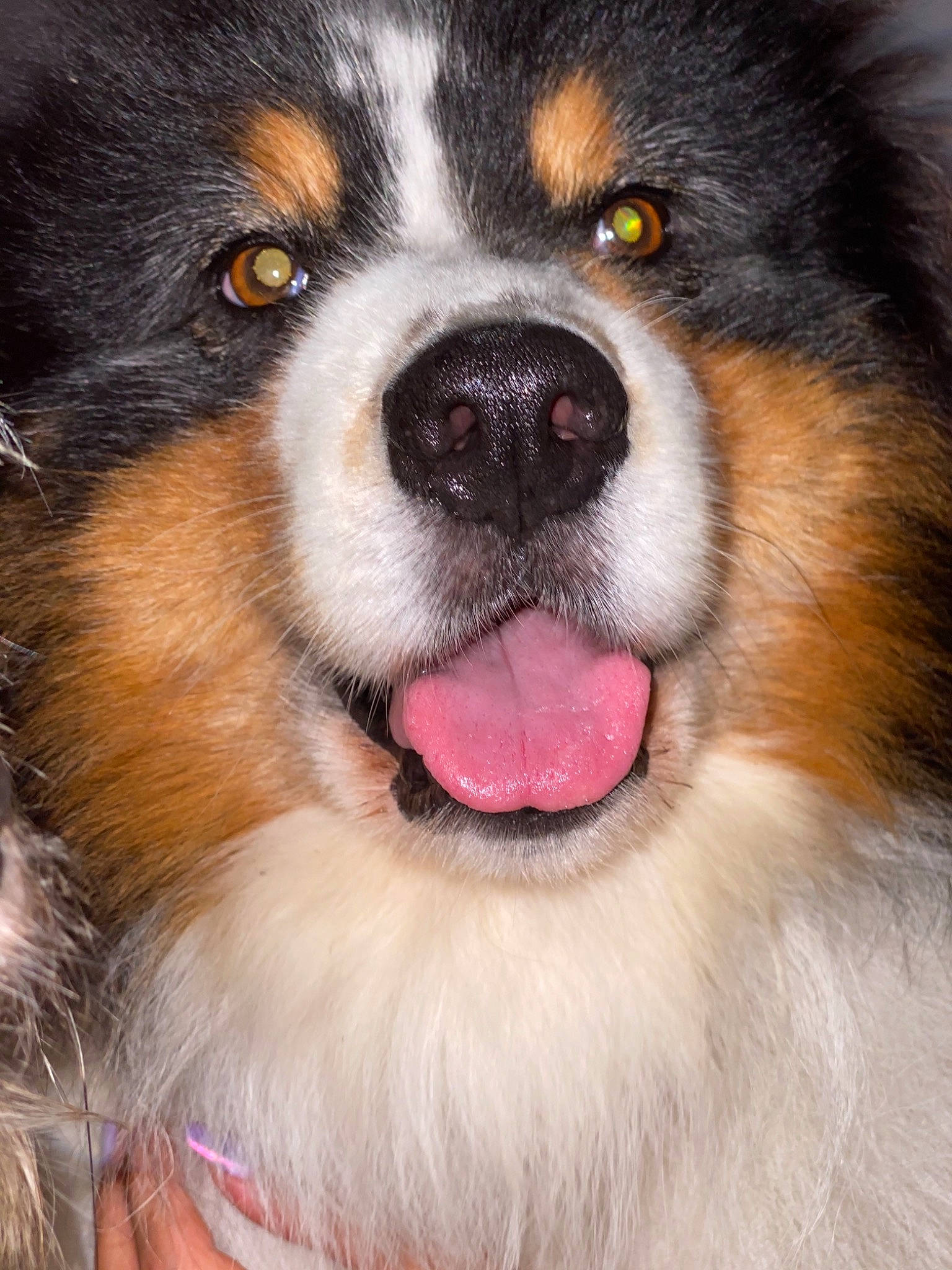 Jeiko a rejoint le concours — aidez-le/la à gagner de superbes lots ! ancient_dog_breeds, australian_collie, australian_shepherd, bernese_mountain_dog, canidae, carnivore, close_up, companion_dog, dog, dog_breed, mammal, miniature_australian_shepherd, nose, rare_breed_dog, scotch_collie, snout, sporting_group, vertebrate, whiskers, working_dog