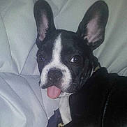 Tyson participe au concours pour gagner de l'argent avec cette photo :