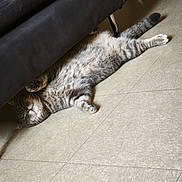 Kumba joined the competition — help win amazing prizes! animal, cat, couch, cozy, cute, domestic, feline, floor, fur, home, indoor, lazy, paws, pet, relaxed, resting, sleeping, tabby, tail, tile_floor