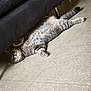 animal, cat, couch, cozy, cute, domestic, feline, floor, fur, home, indoor, lazy, paws, pet, relaxed, resting, sleeping, tabby, tail, tile_floor