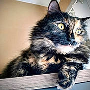 Winnie is registered to the contest to win money with this photo: animal, cat, closeup, curious, domestic, ears, feline, fluffy, fur, gazing, indoor, lighting, mammal, paw, pet, portrait, relaxed, tortoiseshell, whiskers, wood