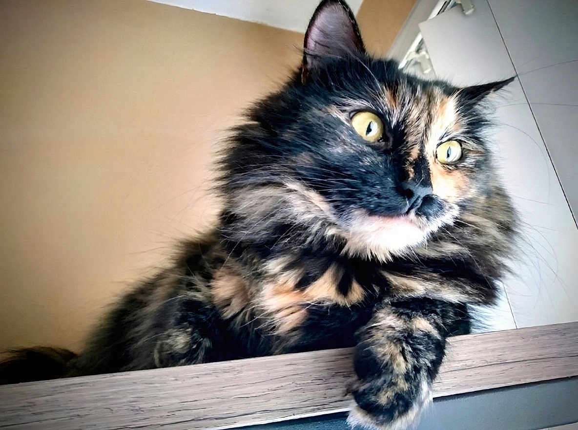 Winnie is registered to the contest to win money with this photo: animal, cat, closeup, curious, domestic, ears, feline, fluffy, fur, gazing, indoor, lighting, mammal, paw, pet, portrait, relaxed, tortoiseshell, whiskers, wood