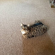 Diana joined the competition — help win amazing prizes! cat, tabby_cat, animal, pet, feline, carpet, indoor, yellow_eyes, looking_at_camera, fur, striped, food_bowl, toy, floor, domestic, cozy, relaxed, mammal, whiskers, ears